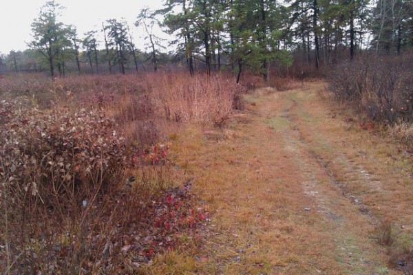 Nearby Outdoor Albany Office Rental Amenities - Albany Pine Bush Preserve